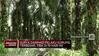 Buronan Korupsi, Surya Darmadi Balik Ke RI