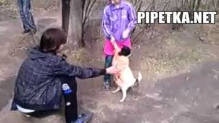 Собака ходит на задних лапах