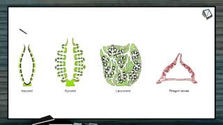 What is Canal System & Types of Canal Systems - NEET Zoology XI - Animal Kingdom