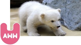 Anori the Baby Polar Bear