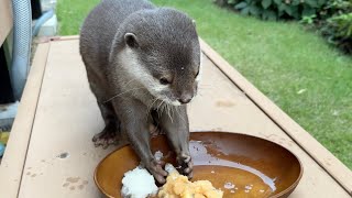 カワウソのために魚に大根おろしとりんごおろしをかけてあげたよ！I put grated radish and apple on the fish for the otter's health!