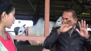 Peternakan - Pemeliharaan Sapi Pedaging