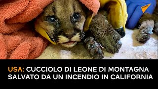 USA: cucciolo di leone di montagna salvato da un incendio in California