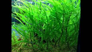 ВАЛЛИСНЕРИЯ (VALLISNERIA) сем. Водокрасовые