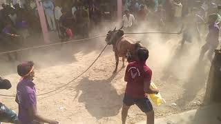 Gadanki pongal festival celebrations 2018