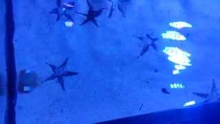 Sand sifting starfish are a must as they clean san