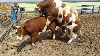 Funyy Farm Clup S01E02 - FUNNY FARM CLUP