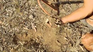 Gold prospecting, Bendigo, Victoria, AUS