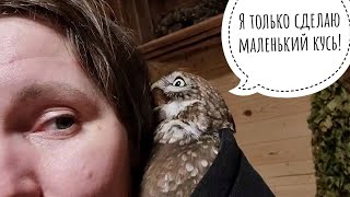 В голове завелась сова и всё разлохматила! Сыч Лучик - Рататуй!