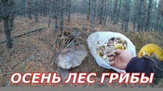 Осенние грибы.Какие грибы растут осенью.Как найти грибы в лесу.Грибы в сосновом лесу
