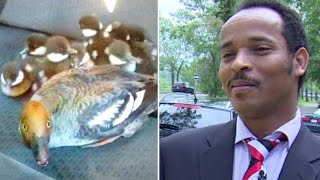 'They were very calm,' says Calgary cab driver during duck rescue