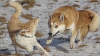 Рыжие лисы сбежали в лес
