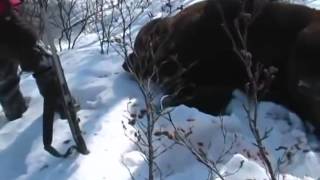 ОХОТА НА МЕДВЕДЯ 2014 Brown Bear Hunt with Nushagak Guides in Alaska Trophy Hunter Magazine