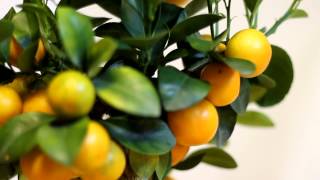 Купить Цитрофортунеллу в интернет-магазине FloraMia