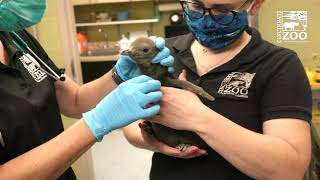King Penguin Chick has Its First Exam -