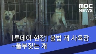 [투데이 현장] 불법 개 사육장…울부짖는 개 (2018.07.17/뉴스투데이/MBC)