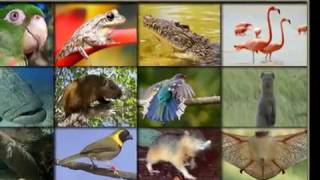Animals of Cuba, Cuban wildlife and Fauna
