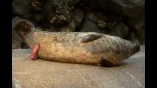 Love of Animals  Animal mating
