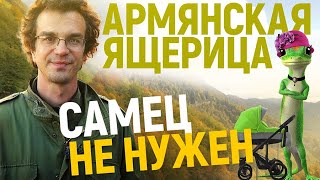 Скальные ящерицы и происхождение однополых видов: по следам И.С. Даревского.