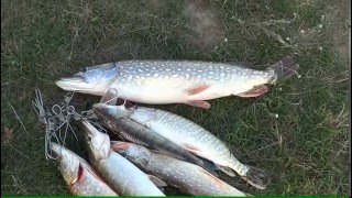 Кукан для хищных рыб. Kukan for predatory fish