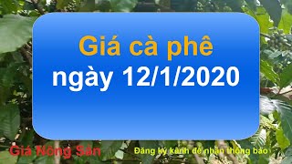 Giá cà phê hôm nay ngày 12 tháng 1 năm 2020, giá cà phê hôm nay