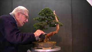 Taxus baccata / yew styling , maintenance and cleaning