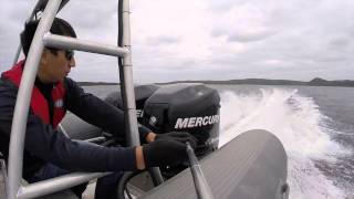 Лодка RIB Раптор М-800 Mercury Optimax 250XL - сборка компанией Адмирал motors - Южно-Сахалинск