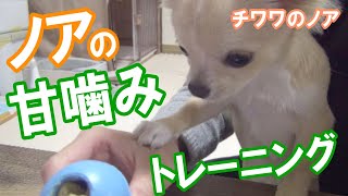 【ノアの甘噛みトレーニング】チワワのノア #69 ～ Chihuahua trains in love bites ～
