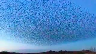 Migratory Birds dance at Baramati-Maharastra