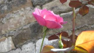 Amore - Patrizia