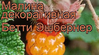 Малина декоративная Бетти Эшбернер (rubus) ? обзор: как сажать, саженцы малины Бетти Эшбернер
