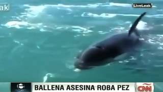 Una orca intenta robar un pez a pescadores