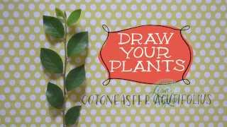 Draw Your Plants: Peking Cotoneaster