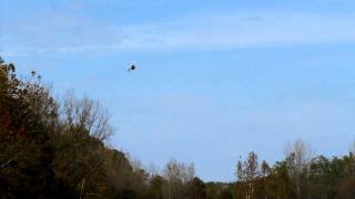 Big Air Flying, T-Rex 450 Pro V2, W/ Beast X,  3D, Auto rotation, fun..