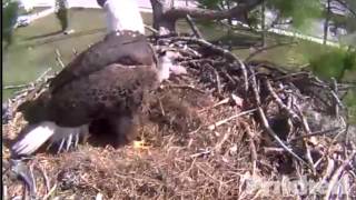 SW Florida Eagles...Dad Is Concerned For E2 Part 2 12.53pm 1-11-13