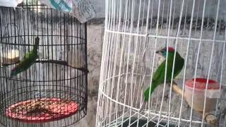 Chim cu rốc của thiên tri hoa lư ninh bình