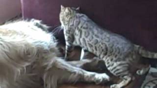 Angry Bengal cat beats up dog