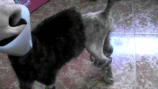 veterinary surgery: micro-ilizarov ring fixator