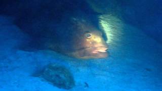 Grouper (Orfoz, Epinephelus guaza) in Kas