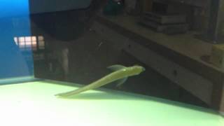 Cutting Silver Arowana Barbel