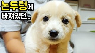 논두렁에 빠져 울고있던 새끼강아지에요