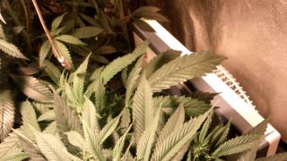 Cali connection Tahoe og and purple diesel day 15