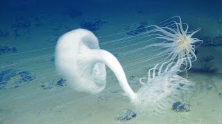 Underwater volcano: into the abyss