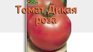 Томат обыкновенный Дикая роза (dikaya roza) ? Дикая роза обзор: как сажать, семена томата Дикая роза