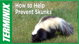 Protect Home From Rodents And Wildlife - How To Prevent Skunks