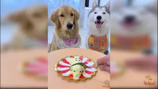 Perros asustados por ver a cachorros de mentira