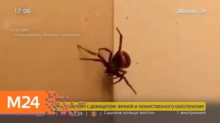 Что делать в случае укуса ядовитого паука - Москва 24