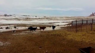 Tag Lot #1 National Western Stockdog Sale