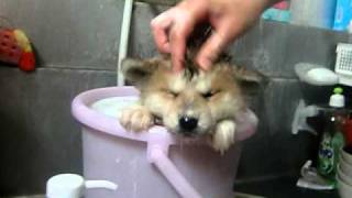 秋田犬の入浴