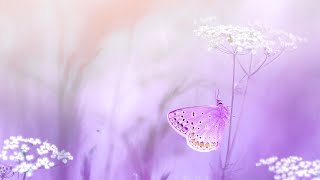 Spiritual Awakening Meditation Music | 432Hz Positive Energy | Deep Zen Meditation | Detox Frequency